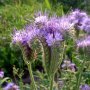 Семена от Фацелия - медоносно растение за пчелите разсад семена пчеларски растения силно медоносно ц, снимка 15