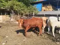 Продавам крави, юници и телета , снимка 18