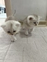 сребърни котета , снимка 2