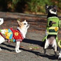 Ръчно бродирани перуански кучешки дрешки различни цветове и размери, снимка 11 - За кучета - 42804804