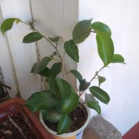 Фикус Бенджамина ( Ficus benjamina ) , снимка 13 - Стайни растения - 29520145