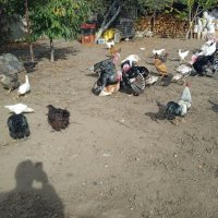 продавам кокошки,пуйки,патици, снимка 18 - Кокошки и пуйки - 44194982