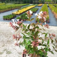 Абелия Грандифлора Прострата, Аbelia Grandiflora Prostrata!!!, снимка 7 - Градински цветя и растения - 42224460