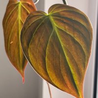 Philodendron micans, снимка 5 - Стайни растения - 39706093