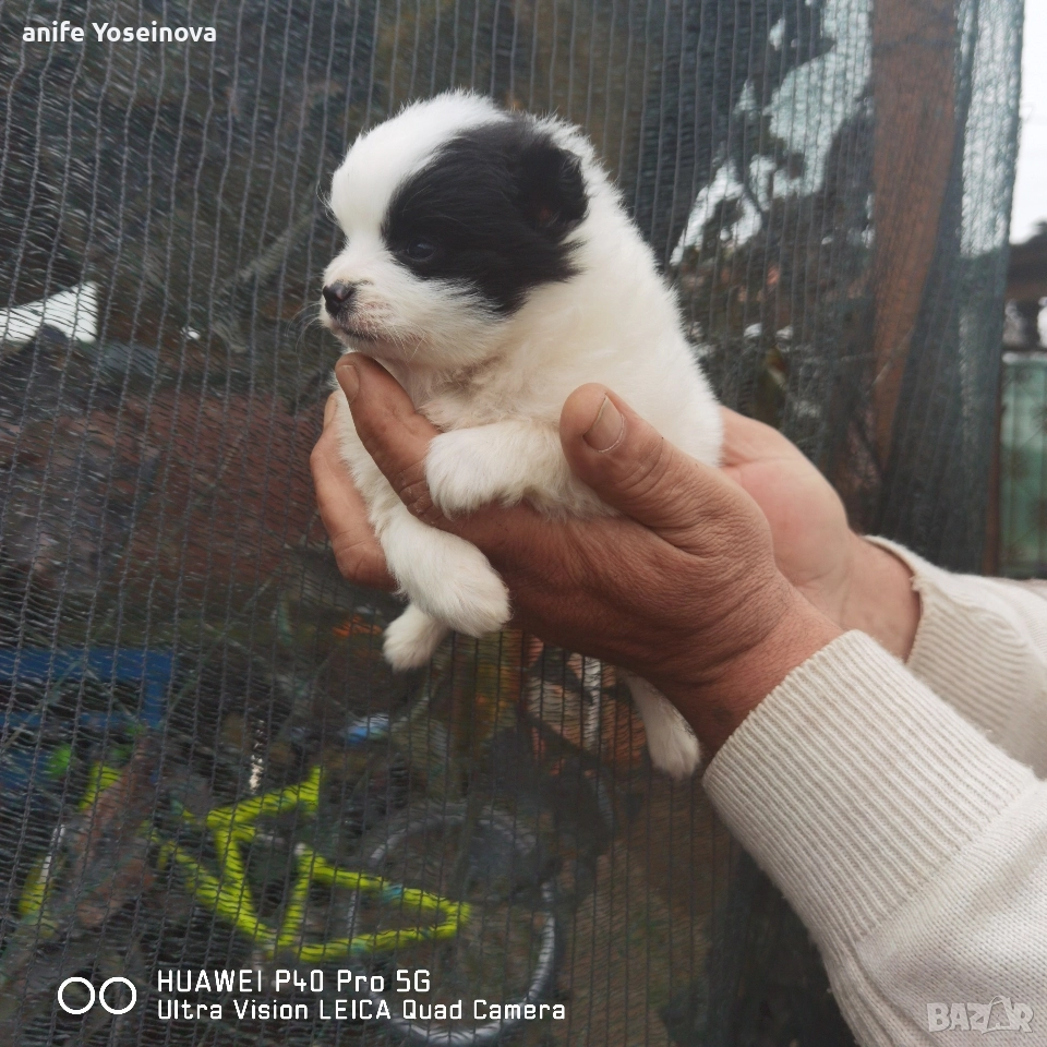 Продавам Померански Шпиц, снимка 1