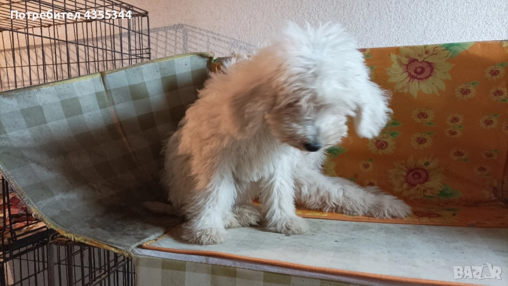 Пудел Кралски , снимка 1