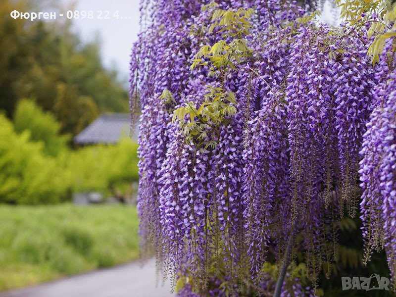 Вистерия -Глициния, снимка 1