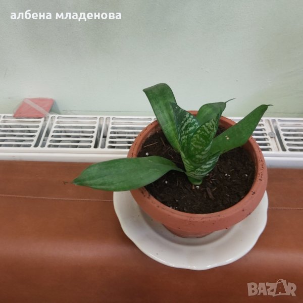 Цвете, снимка 1