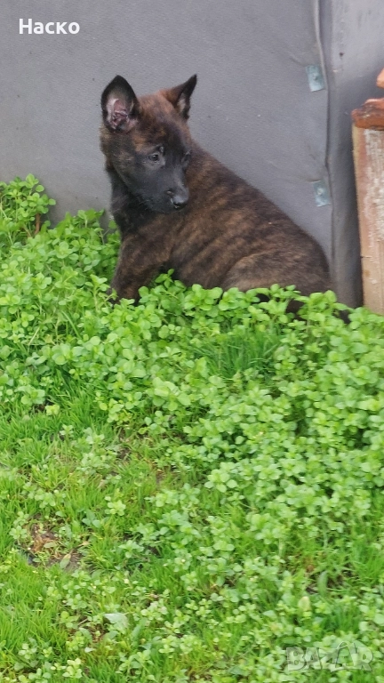 Холандска овчарка, снимка 1