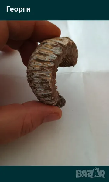 Фосил стрида, снимка 1