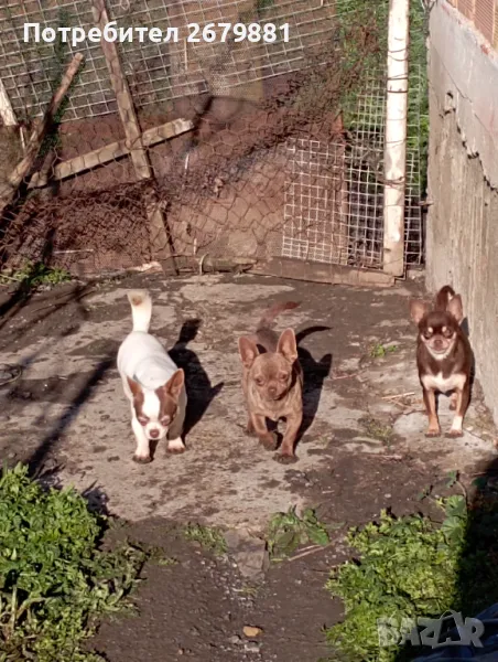 Чихуахуа женски - шоко линия , снимка 1