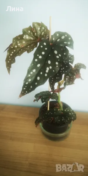 Бегония Макулата "Блек Форест" (Begonia  Maculata "Black Forest") , снимка 1