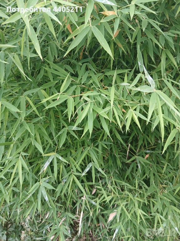 Bambuk, снимка 1