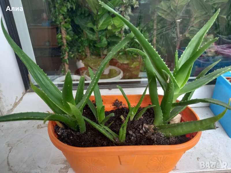 Алое 5 корена, снимка 1