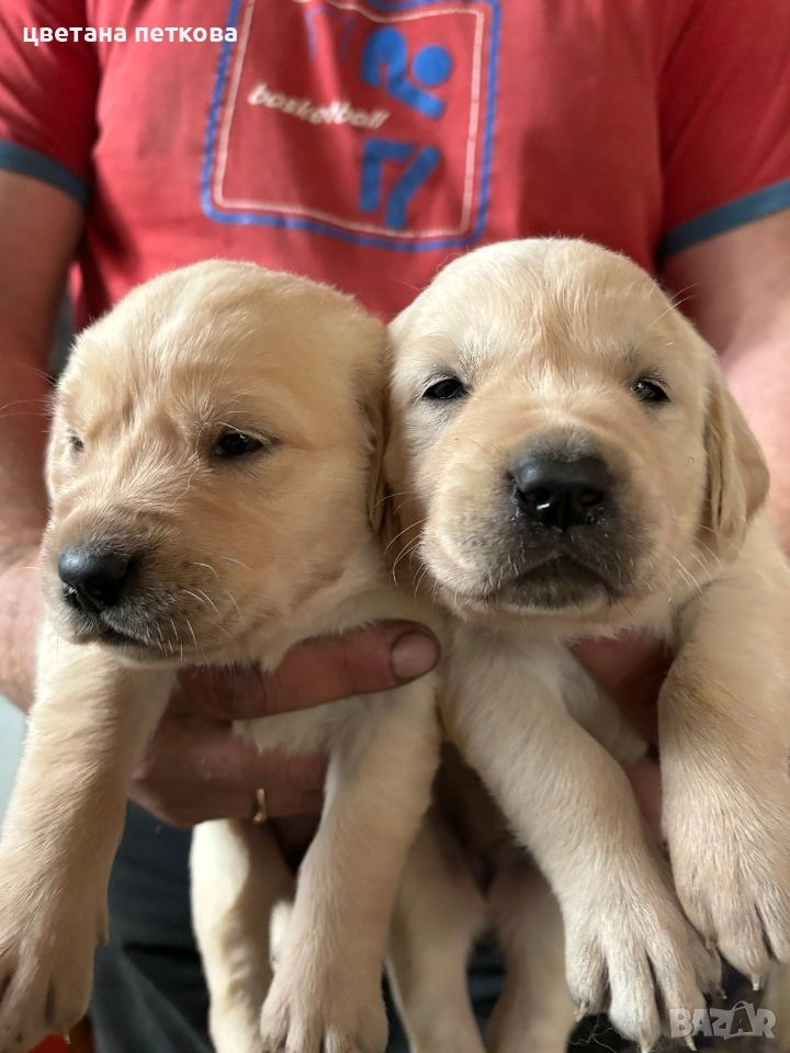 Лабрадор ретривър , снимка 1