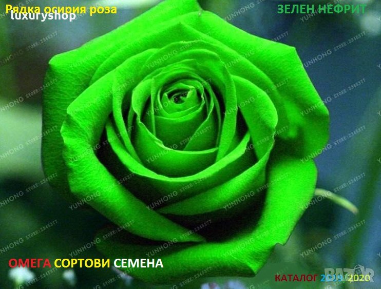 Рядък сорт семена на зелена, роза, " Нефрит " "Rare, Rose, Seeds, 25/ в ...