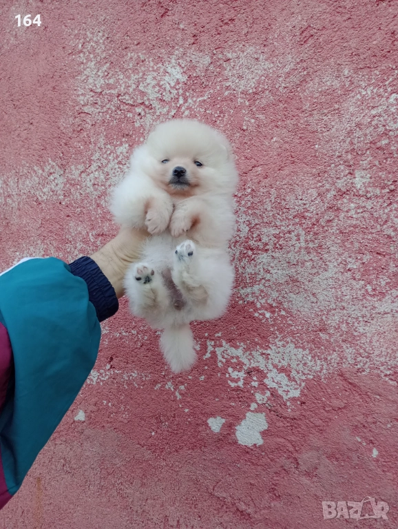 Малък Шпиц - Померан. Снимки от днес, снимка 1