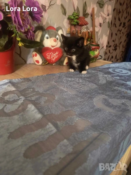 Спешно котенца момченца около 2 месеца , снимка 1