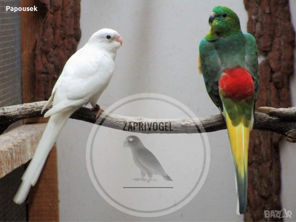 ПОЙНИ ПАПАГАЛИ , снимка 1