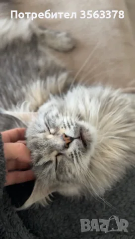Мейн куун котета, снимка 5 - Мейн кун - 56140821