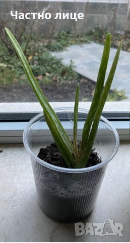 Лечебно Алое , снимка 3 - Градински цветя и растения - 52435559