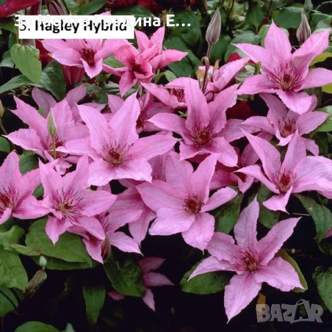 Клематис 33 вида , снимка 6 - Градински цветя и растения - 54019855