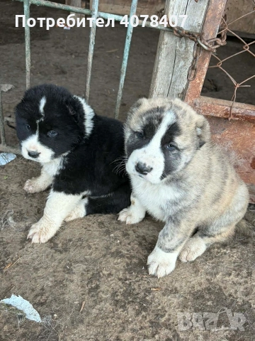 Алабайчета, снимка 2 - Алабай - 54168539