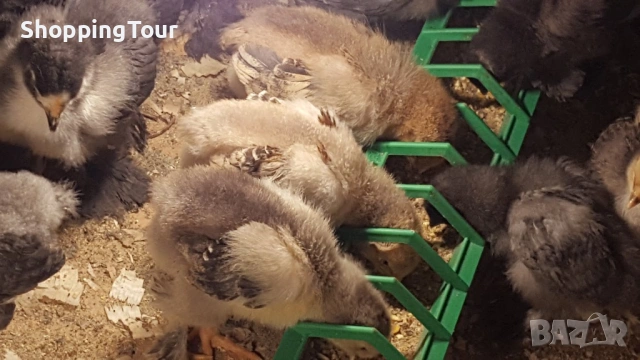 пилета Брами различни разцветки, снимка 7 - Кокошки и пуйки - 54263261