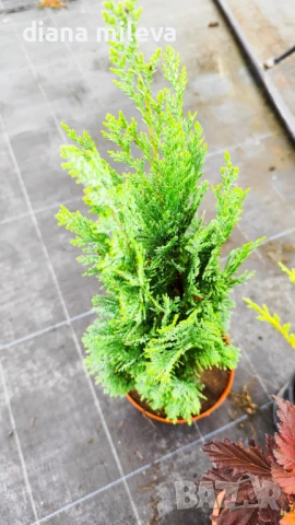 Промо пакет от 5 бр студоустойчиви растения!, снимка 6 - Градински цветя и растения - 51230092