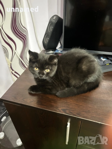 Мъжко британско котенце, снимка 7 - Други животни - 52832799