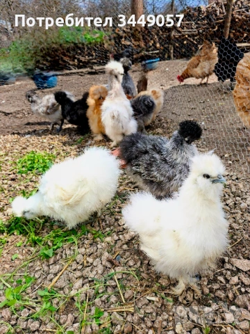 Разплодни яйца от копринки 