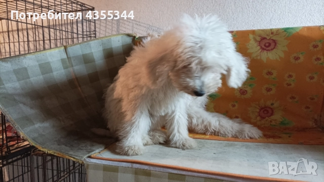 Пудел Кралски 