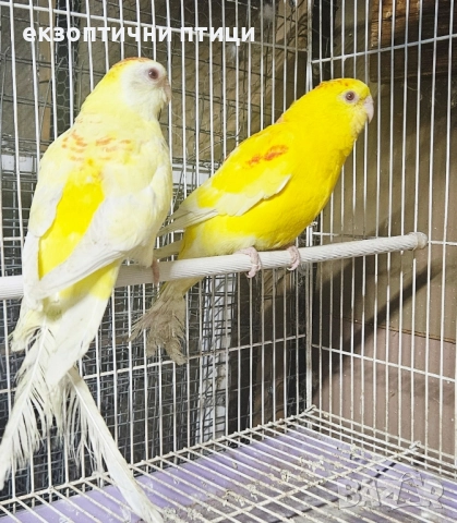 Продавам Пойни Папагали , снимка 7 - Папагали - 52528413
