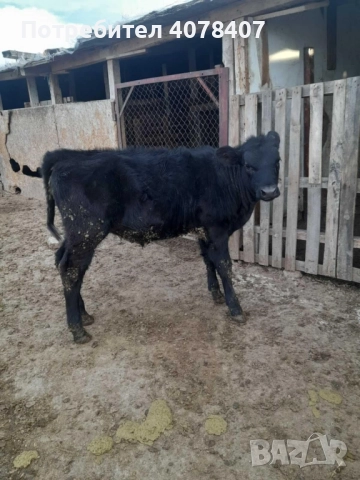 Продавам телета , снимка 4 - Крави - 52577319