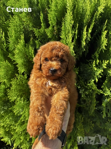 Мини Пудели Момчета и Момичета / Mini Poodle Boys and Girls, снимка 5 - Померан - 55655687