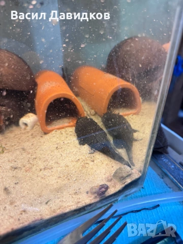 Чифт звездни анциструси L183  , снимка 3 - Рибки - 53884828