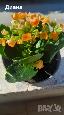 Оранжево каланхое, снимка 3 - Стайни растения - 50842442