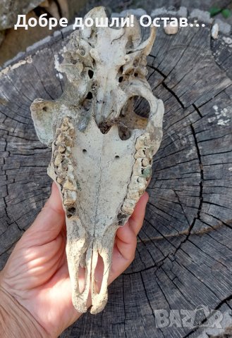 Стар череп от животно, за декорация - 6, снимка 5 - Други - 42365035
