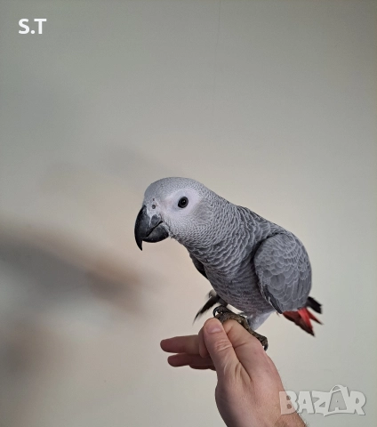 Папагал кралско жако, снимка 5 - Папагали - 52735318