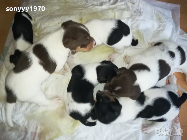 🙏 ДЖАК РЪСЕЛ-250ЛВ ЗА БРОЙ 0509250832, снимка 7 - Джак ръсел териер - 51611544