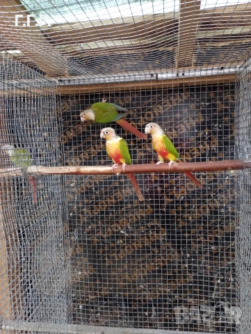Двойка пирури и една женска, снимка 3 - Папагали - 52960912