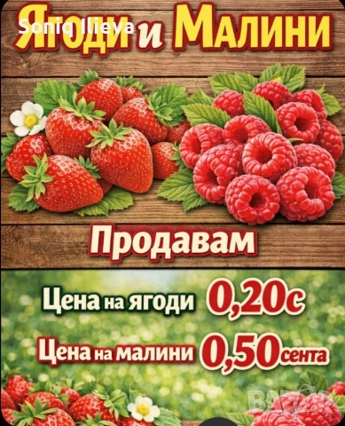 продавам разсад ягоди и малини , снимка 8 - Разсади - 53905722