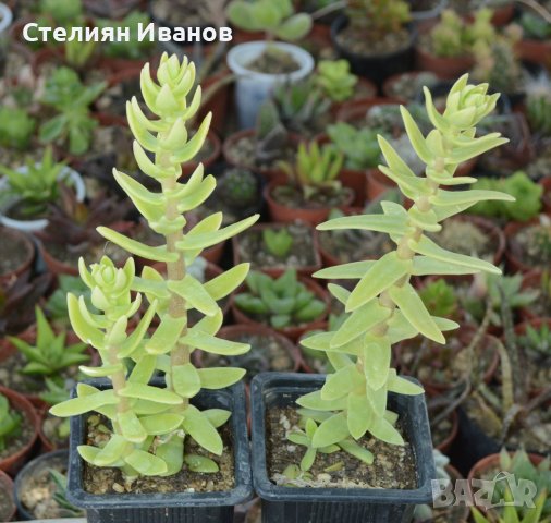 Седум на Хемсли (Sedum hemsleyanum), снимка 1 - Стайни растения - 37398327