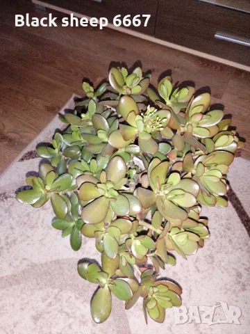 красула-дървото на живота , столетник, снимка 3 - Стайни растения - 48165306