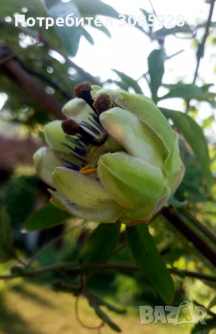  Passiflora Chinensis  Катереща се лиана, която се захваща успешно за дървета, сводове, арки, огради, снимка 2 - Градински цветя и растения - 37189783
