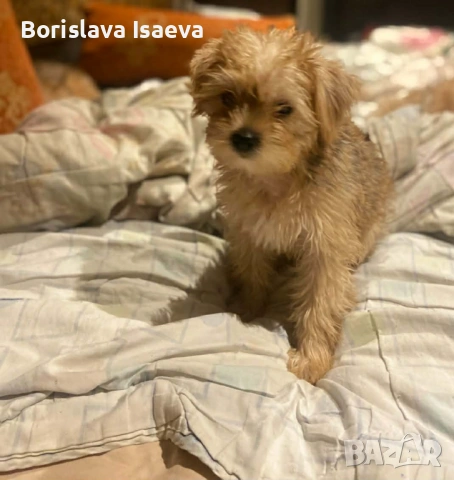 Двама руси господина от Варна, снимка 3 - Йоркширски териер - 53374577