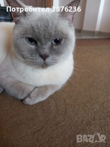 Британска късокосместа 