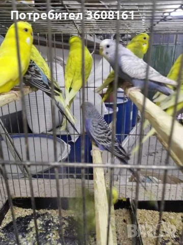 Вълнисти папагали, снимка 6 - Папагали - 50740489