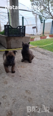  Белгийска овчарка малиноа , снимка 2 - Белгийска овчарка - 52859706