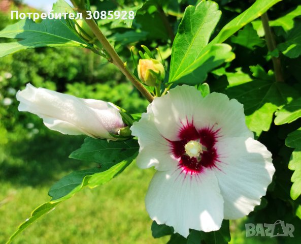 👌👌👌 Hibiscus syriacus, наричан роза на Шарон , снимка 4 - Разсади - 37402411